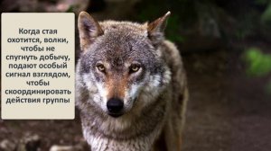 Серый волк: Какие волки водятся в России и их особенности.mp4