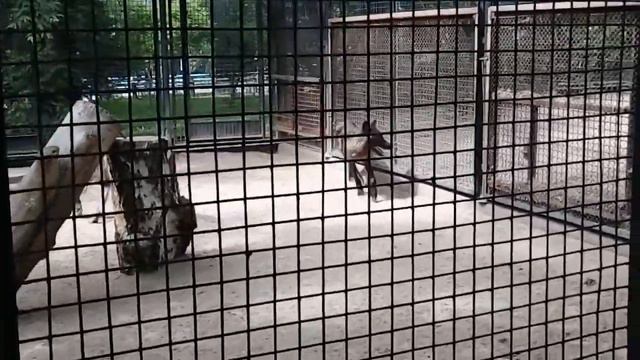 Магический танец шакалов смотреть онлайн