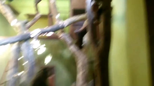 влог ЗООПАРК обезьяны гориллы капуцины мартышки волк еноты носухи.... смотреть онлайн