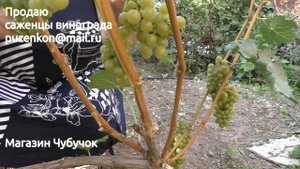 Мускат одесский- технический сорт винограда (Пузенко Наталья Лариасовна)