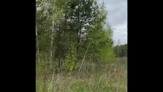 dacha.green смотреть онлайн