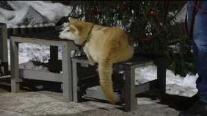 ДТ-113. Дрессировка щенка акиты-ину. Основы.