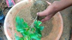 নীল জবা 🌺 প্রতিস্থাপন || How To Grow Blue Hibiscus at Home || নীল জবা ||