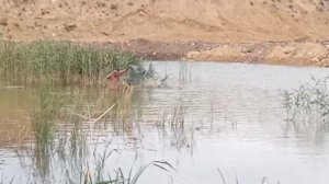 ЛОВЛЯ РАКОВ. Как ловить раков на раколовку.Влог.