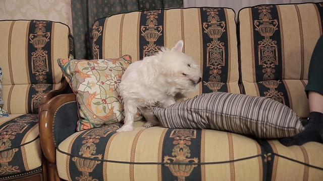 Робот пылесос, животные, собаки, шерсть смотреть онлайн