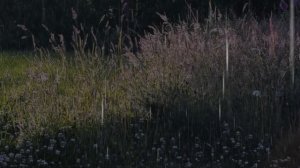 Весна Луг Дождь для расслабления и сна Атмосфера релакса и умиротворения