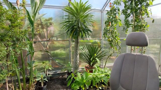 Pachypodium Lamera ( Palma madagaskarska ) najszybciej rosnąca palma. смотреть онлайн