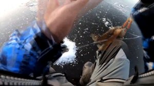 Мой любимый Балансир Рапала! Зимняя рыбалка на окуня.