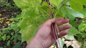 Женьшень осенью. Ginseng .