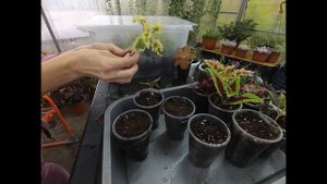 Черенкование Колеуса для сохранения зимой. Ещё один  способ укоренения черенков.