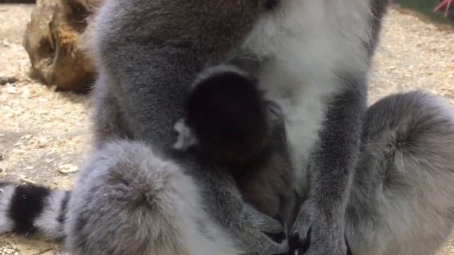 Мама кормит малыша