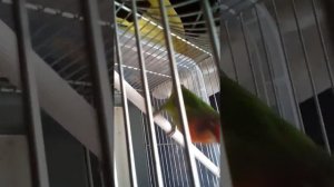 Попугай точит клюв