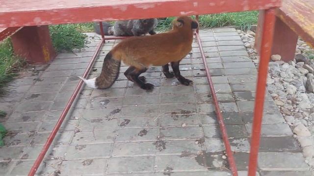 Лиса встречает лиса с клиники смотреть онлайн