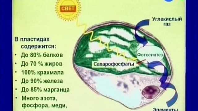 Анатомия растений. Строение растительной клетки. Ботаника