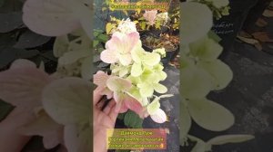"Даймонд Руж" Гортензия Метельчатая #наташинИсерёжинСАД к самовывозу