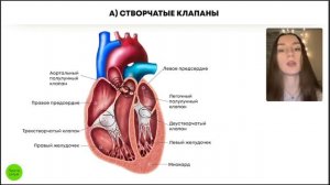 БИОЛОГИЯ ЕГЭ - Сердце