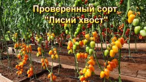 Урожайный коктейльный декоративный сорт -  Лисий хвост