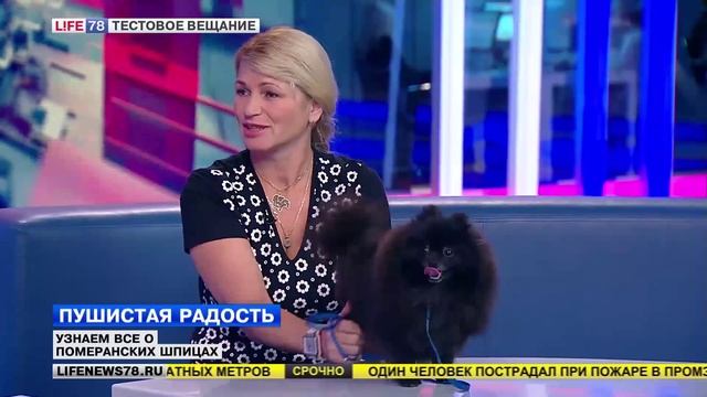Пушистая радость: все о померанских шпицах