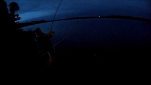 Вечерние посиделки!!! Ловля судака в донки, на нарезку !!!!