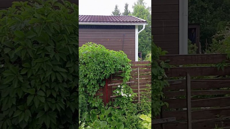 Моя примета #дачакакесть Полив и дождь #ольга_дом_и_дача