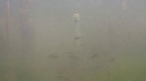 Растворение технопланктона. Технопланктон своими руками на толстолоба