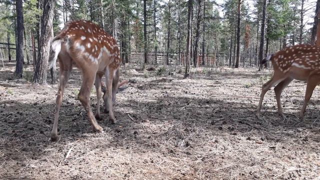 советую посетить....природный зоопарк смотреть онлайн