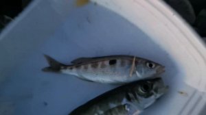 РЫБАЛКА В СОЧИ .ОКТЯБРЬ 2020.