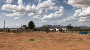 Luna returns to the herd - after losing some weight!