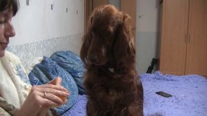 Ирландский сеттер! Моя лучшая в мире собака!