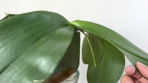 05/01/2023 墨彩红豆衫 蝴蝶兰中的“和牛” Phalaenopsis Mok Choi Yew