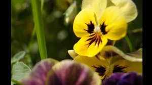 ЦВЕТЫ - АНЮТИНЫ ГЛАЗКИ [FULL HD]