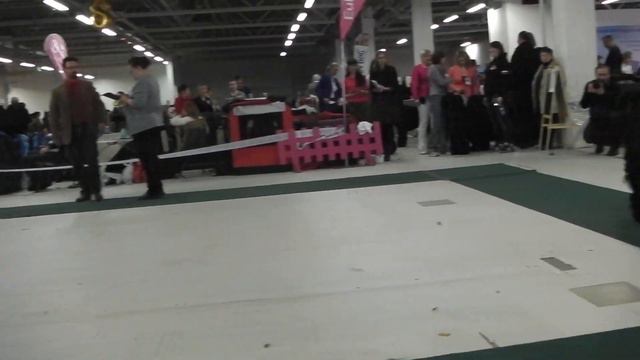 IMGA0249 CACIB, БЕЛЫЕ НОЧИ-2016-II 27.02.2016 смотреть онлайн