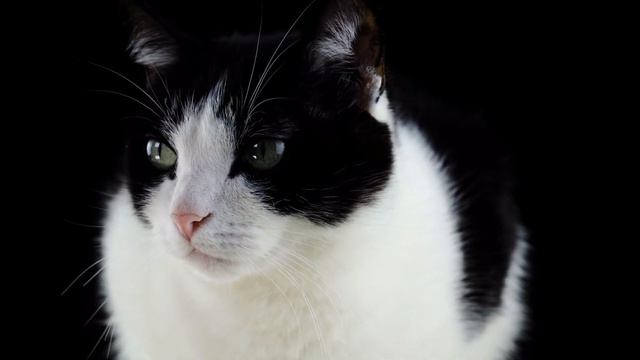 МУРЧАНИЕ КОШКИ РЕЛАКС - cat purring