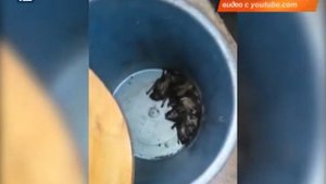 Летучие мыши на балконе