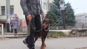 Как переходить дорогу с собакой