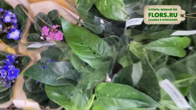 #22 Обзор поставки комнатных растений "Мистер Флористер" | Растения для озеленения интерьера