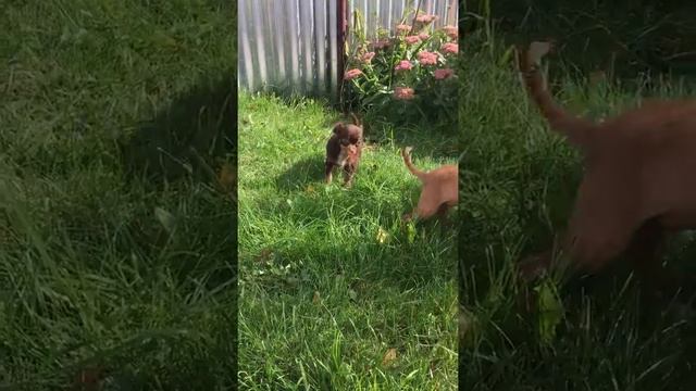 Рыжие той терьеры и шоко мальчик чихуахуа смотреть онлайн