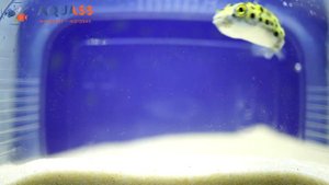 🐠Aquass - Тетрадон зеленый