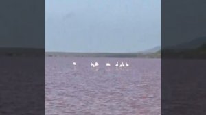 На розовом озере в Крыму заметили фламинго