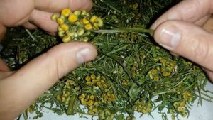 Пижма обыкновенная, купить.