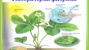 Презентация История открытия фотосинтеза
