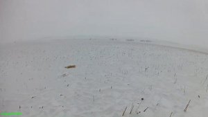 Охота на лис в сильный буран (CZ-527, 223 rem.)