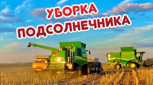 НОВАЯ ЖАТКА В ДЕЛЕ … УБОРКА ПОДСОЛНЕЧНИКА