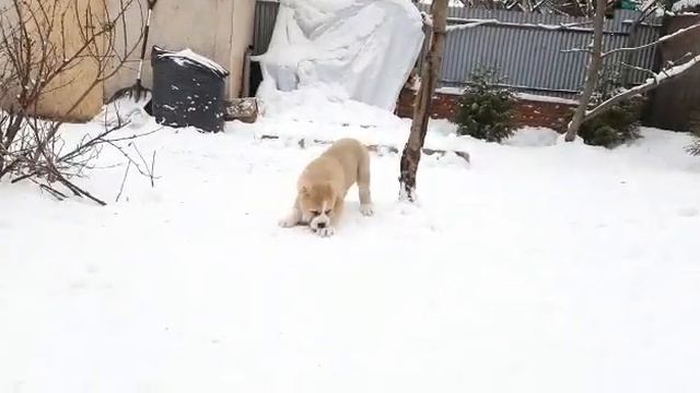 Среднеазиатская овчарка, алабай. Щенки 1,5 месяца. смотреть онлайн