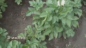 картофель из семян сорт Лада и Фермер (часть 2)