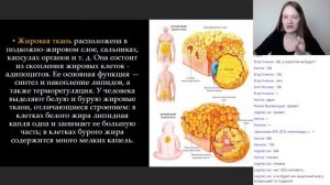 ОГЭ 2022 по биологии | Человек: ткани