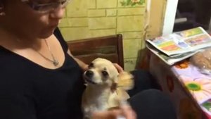Как мы кормим свою чихуашку
