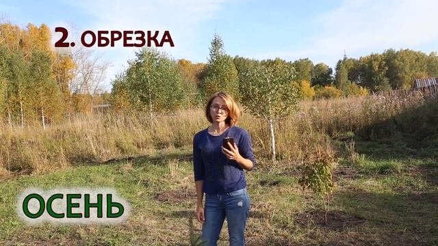 Как и когда сажать хвойники с открытой корневой системой в Сибири? Видео-инструкции