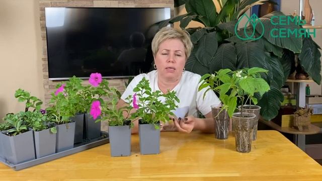 У РАССАДЫ КРУТЯТСЯ ИЛИ ЖЕЛТЕЮТ ЛИСТЬЯ? Я ЗНАЮ ПОЧЕМУ И ЧТО С ЭТИМ ДЕЛАТЬ! смотреть онлайн