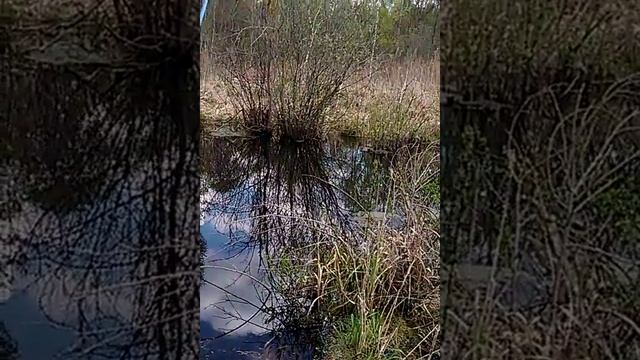ловля весеннего карасика.карась на манку.